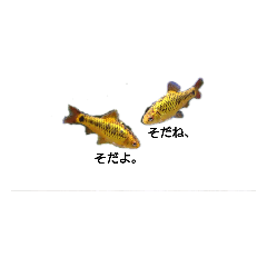 [LINEスタンプ] お魚さんたち001