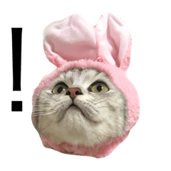[LINEスタンプ] うちのにゃんころ 