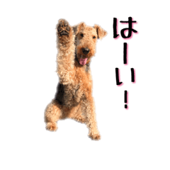 [LINEスタンプ] Terriers 1 