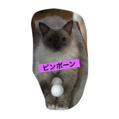 [LINEスタンプ] トイパーのスタンプ 