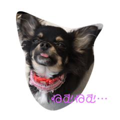 [LINEスタンプ] 我が家の愉快なわんこたち 