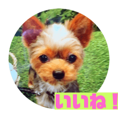 [LINEスタンプ] てんちゃんスタンプ2018 fetchpriority=high