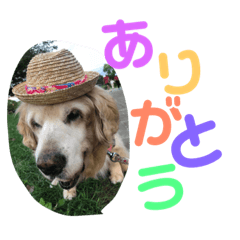 [LINEスタンプ] ゴールデンレトリバーのキャンディちゃん 