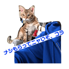[LINEスタンプ] さだぴょんの日常 