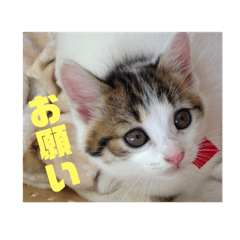 [LINEスタンプ] おちびーズ猫のお返事