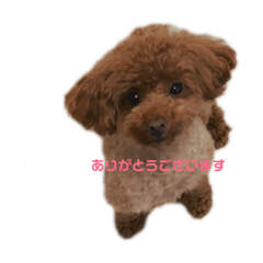 [LINEスタンプ] poodles ♡ チロル ロア アロマ♡の画像（メイン）