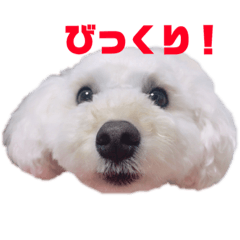 [LINEスタンプ] 愛犬くまの絵文字 