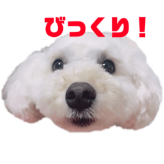 [LINEスタンプ] 愛犬くまの絵文字