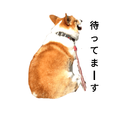 [LINEスタンプ] コーギー corgi 