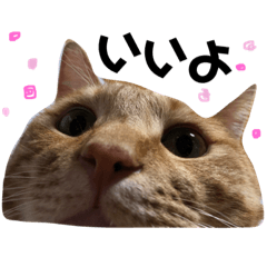 [LINEスタンプ] ももたろちゃん。 