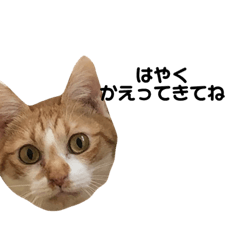 [LINEスタンプ] こころちゃんのすたんぷ