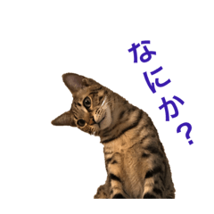 [LINEスタンプ] 愛ネコ8