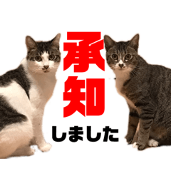 [LINEスタンプ] ねこ兄弟は今日も行く 