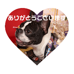 [LINEスタンプ] フレブル青ちゃん～ご挨拶～ 