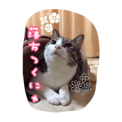 [LINEスタンプ] うちのネコのスタンプ（華） 