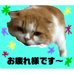 [LINEスタンプ] ちょったん  #1 