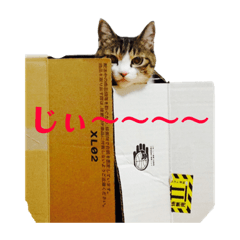 [LINEスタンプ] ネコイガイヤセイ 