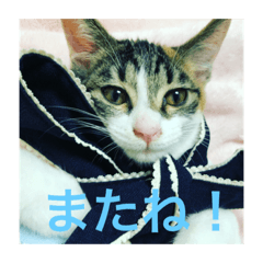 [LINEスタンプ] 美少女猫の日常挨拶スタンプ