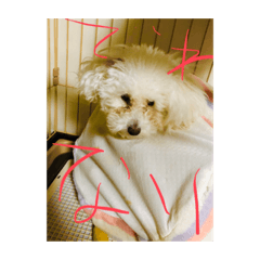 [LINEスタンプ] ぽく 出れない 