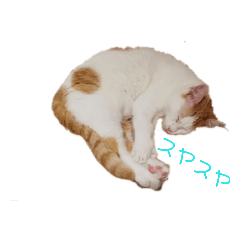 [LINEスタンプ] 猫生活1 