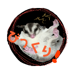 [LINEスタンプ] モモンガ（ふぅた）の日常1