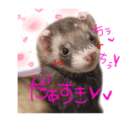 [LINEスタンプ] うちのフェレット。 