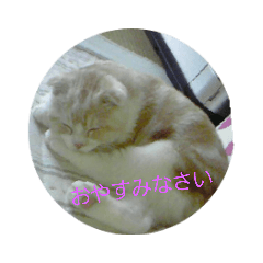 [LINEスタンプ] スコティッシュフォールドぴー太郎