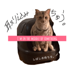 [LINEスタンプ] 関西弁猫ちゃんズ。Ver2 fetchpriority=high