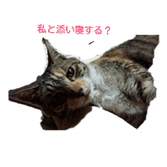[LINEスタンプ] 海ちゃんのスタンプ 