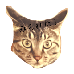 [LINEスタンプ] 気分だにゃ