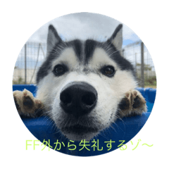 [LINEスタンプ] 犬のスタンプ114514 