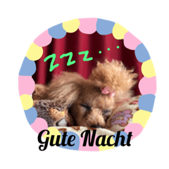 [LINEスタンプ] 一姫二太郎2匹の愛犬❤スタンプ 