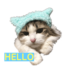 [LINEスタンプ] ネコやお 