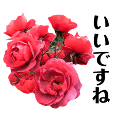 [LINEスタンプ] yasuおばさんの薔薇の気持ち2の画像（メイン）