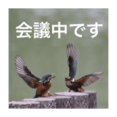 [LINEスタンプ] カワセミの気持ち