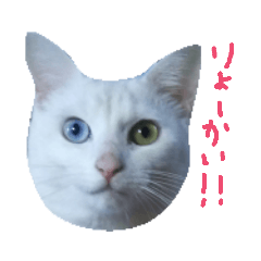 [LINEスタンプ] 【ねこ食堂】＊おかずとおかゆ＊スタンプ 