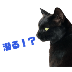 [LINEスタンプ] ねこで日常会話を.2 