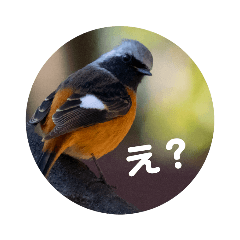 [LINEスタンプ] リアル野鳥スタンプ fetchpriority=high