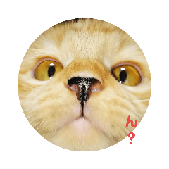 [LINEスタンプ] えむたんの日常 fetchpriority=high