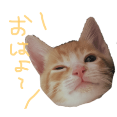 [LINEスタンプ] トラ猫の日常 赤ちゃん編
