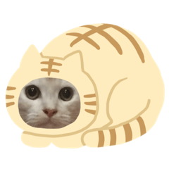 [LINEスタンプ] ふわふわねこにゃん♪おはよう❤️ 