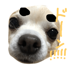 [LINEスタンプ] 愛しのわんころ 