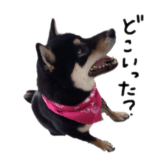 [LINEスタンプ] 柴犬チロ② 