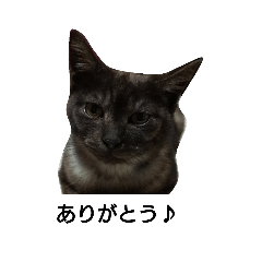 [LINEスタンプ] 我が家の猫の自由なスタイル2 