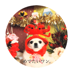 [LINEスタンプ] 犬なのにとまと。 