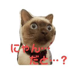 [LINEスタンプ] トンキニーズ、ベージュのニャー2 fetchpriority=high