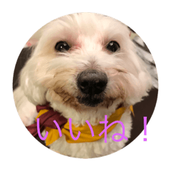 [LINEスタンプ] まるっくすすたんぷ 