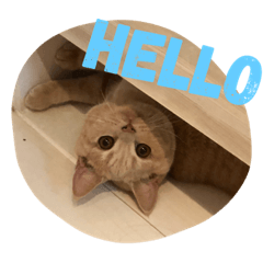 [LINEスタンプ] 可愛すぎる代々木