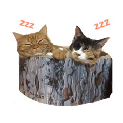 [LINEスタンプ] かわいいネコたちスタンプ 