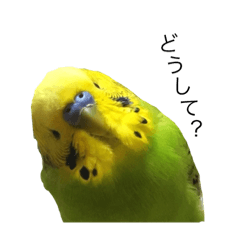 [LINEスタンプ] セキセイインコ みどり 